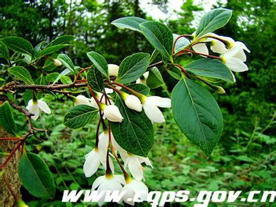 银钟花 银钟花属 银钟花属-简介