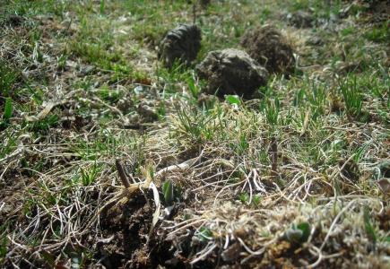 云南野生蘑菇图片大全 野生冬虫夏草图片