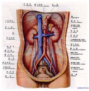 公文概述与常识 运动性腹痛 运动性腹痛-概述，运动性腹痛-解剖常识