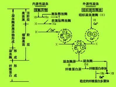 血液凝血因子 血液凝固 血液凝固-凝血因子，血液凝固-发生机理