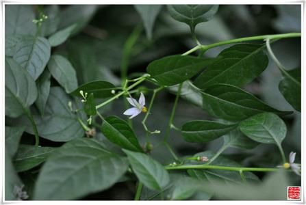 藤本月季 白英[茄科草质藤本植物] 白英[茄科草质藤本植物]-概述，白英[茄