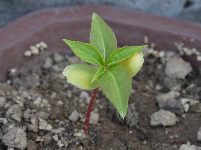 凤仙花的生长过程日记 凤仙花生长日记