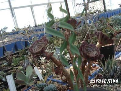 多肉植物夏天怎么浇水 夏天多肉植物怎么养？