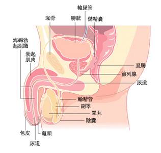 急性附睾炎病因 急性附睾炎 急性附睾炎-疾病概述，急性附睾炎-病理病因