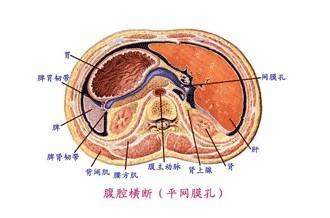 腹腔镜高碳酸临床表现 腹腔妊娠 腹腔妊娠-病因，腹腔妊娠-临床表现