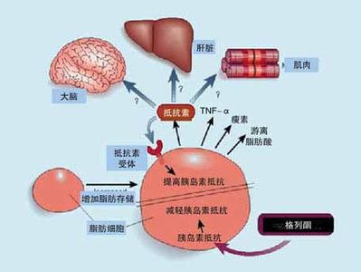 代谢综合征 代谢综合征 代谢综合征-概述，代谢综合征-发现