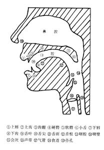 唱歌咬字技巧 咬字 咬字-简介，咬字-详解