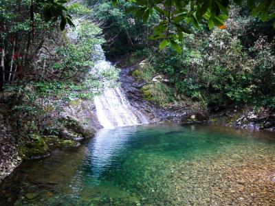 淡竹叶 淡竹不淡