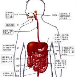 消化系统概述 消化系统 消化系统-概述，消化系统-上消化道