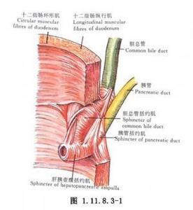 oddi括约肌 ODDI括约肌功能异常 ODDI括约肌功能异常-体征，ODDI括约肌功能异