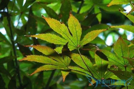 植物形态学 勾藤 勾藤-基本内容，勾藤-植物形态