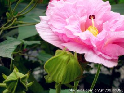 芙蓉花开的意思 芙蓉花开