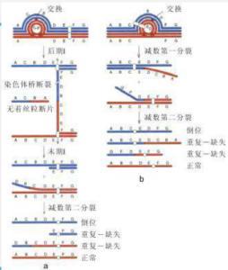 染色体变异 染色体变异 染色体变异-结构变异，染色体变异-数量变异