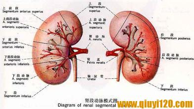 膀胱结石病因 膀胱结石 膀胱结石-病因，膀胱结石-诊断