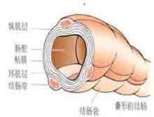 lt gt 襞 襞-襞<动>，襞-襞<名>