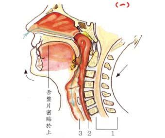 痉挛性斜颈的病因 痉挛性斜颈 痉挛性斜颈-疾病概述，痉挛性斜颈-病因病理