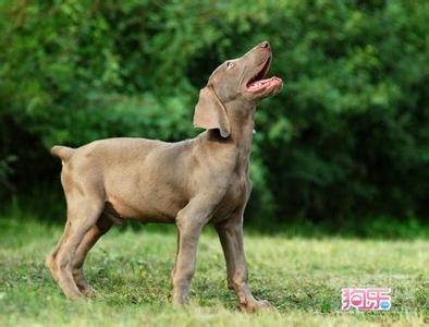 威玛猎犬 威玛猎犬 威玛猎犬-档案资料，威玛猎犬-简介