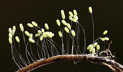 量子形态特性 优昙婆罗花 优昙婆罗花-形态，优昙婆罗花-植物特性