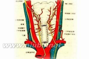 性欲低下的病因 甲状腺功能低下 甲状腺功能低下-概述，甲状腺功能低下-疾病病因