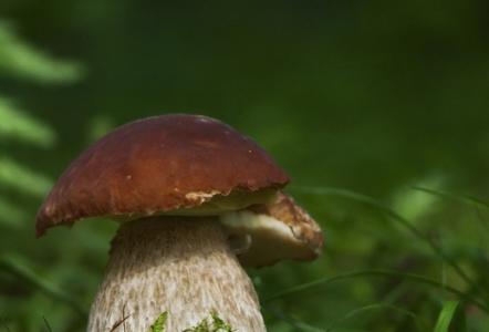 黑牛肝菌简介 牛肝菌 牛肝菌-简介，牛肝菌-科属分类