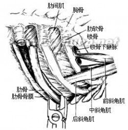 急性前列腺炎病因病理 骨膜炎 骨膜炎-器官概述，骨膜炎-病因病理