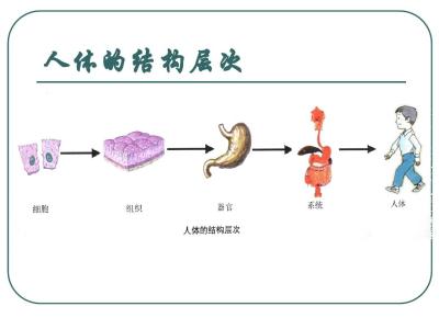 信息系统的基本功能 运动系统 运动系统-基本介绍，运动系统-主要功能