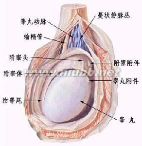 睾丸癌病因 睾丸癌 睾丸癌-病因及预防，睾丸癌-病理与生物学特性