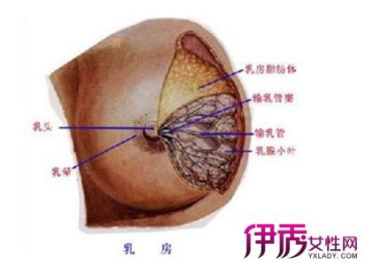 下丘脑垂体功能障碍 溢乳 溢乳-下丘脑性障碍，溢乳-垂体障碍