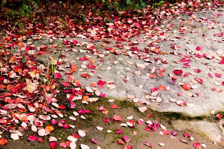 花瓣雨 童安格 花瓣雨