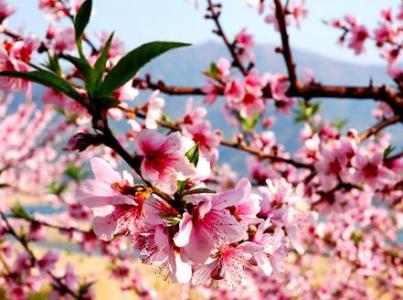 桃花祭 桃花祭（五）