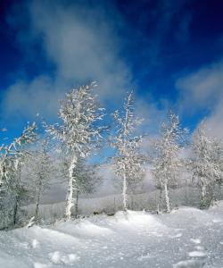 塞北的雪骂人的意思 塞北的雪