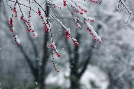 春雪三岛由纪夫 春雪