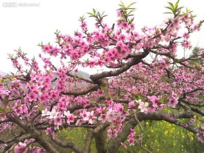 人面桃花别样红 冰城桃花别样红