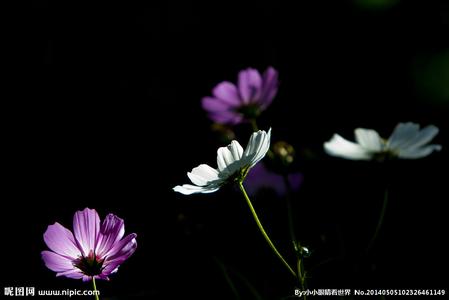 秦时明月花影是男的 花影