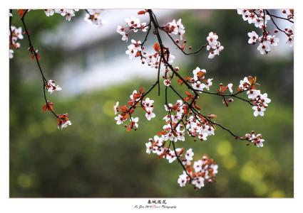 春城无处不飞花电影 春城无处不飞花