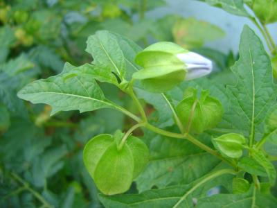 野菇娘 野菇娘儿（一）