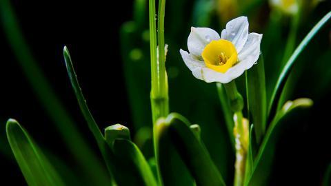 水仙花的花语是什么 水仙花花语，水仙花的花语