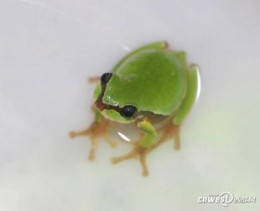 小鼠染色体形态特征 秦岭雨蛙 秦岭雨蛙-形态特征，秦岭雨蛙-染色体分析