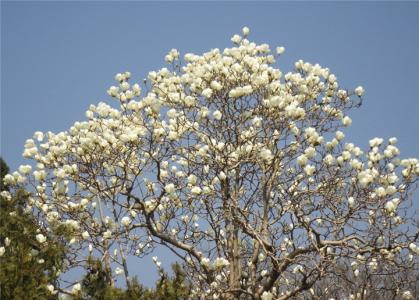 玉兰树花期 玉兰树