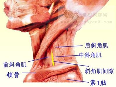 肌肉分类 肌肉 肌肉-组成结构，肌肉-肌肉分类