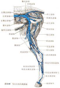 恶性淋巴瘤 淋巴 淋巴-淋巴恶性分类，淋巴-淋巴小结