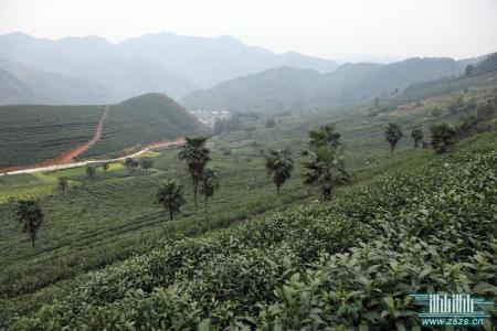 淳安县简介 淳安大方茶 淳安大方茶-简介，淳安大方茶-品质特征