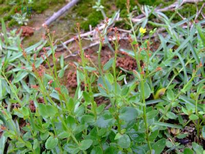 小二仙草 小二仙草科 小二仙草科-分类地位，小二仙草科-形态特征