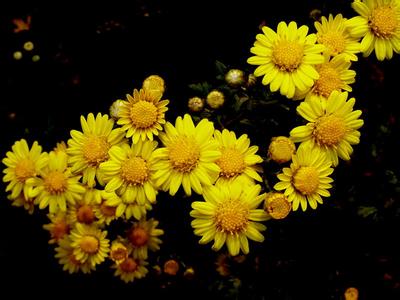 山菊花小说 山菊花