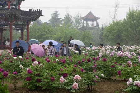 菏泽牡丹花会时间 菏泽国际牡丹花会 菏泽国际牡丹花会-概述，菏泽国际牡丹花会-菏