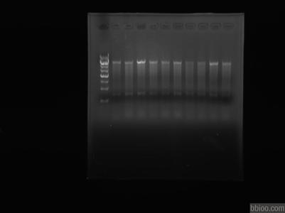 电泳现象 电泳 电泳-电泳现象，电泳-电泳种类