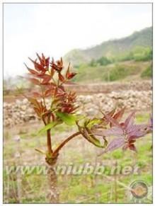 营养师的用途 刺龙芽 刺龙芽-植物介绍，刺龙芽-营养与用途