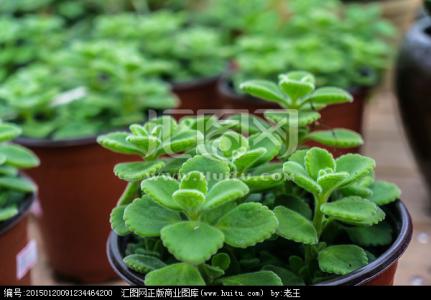 云南白药植物 白药 白药-植物形态，白药-基本内容