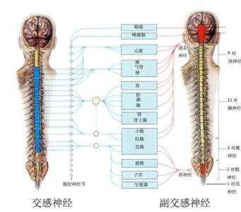 副交感神经系统 副交感神经系统 副交感神经系统-功能作用，副交感神经系统-系统