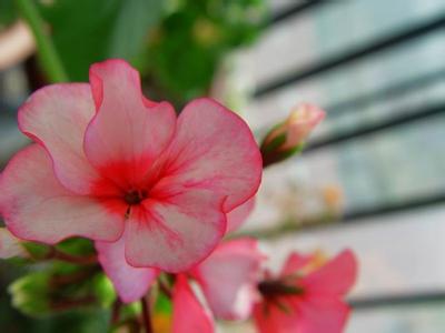 重生之花开芳菲 花开春暖，情芳菲